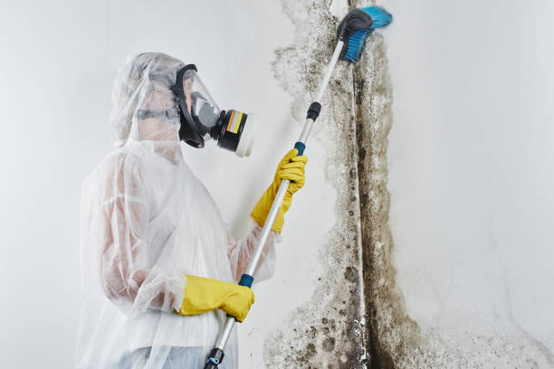Certified Mold Removal in Day Valley, CA