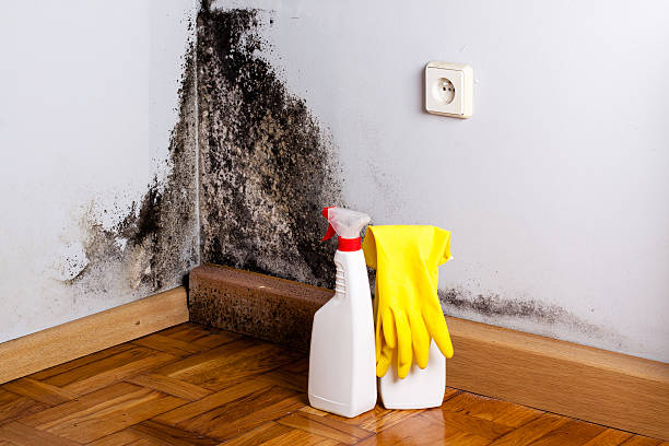 Best Residential Mold Removal  in Day Valley, CA