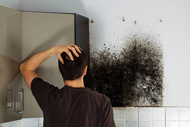 Best Mold Removal Near Me  in Day Valley, CA
