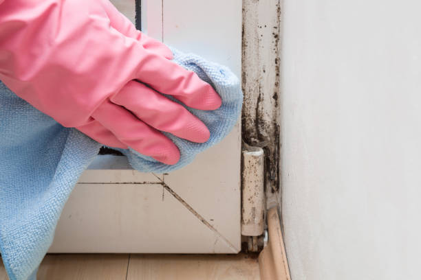 Best Commercial Mold Removal  in Day Valley, CA